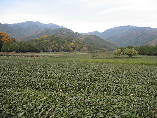 茶畑から仙ヶ岳と野登山を望む。
