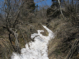 武奈ヶ岳への掘割道も雪で埋まってる。