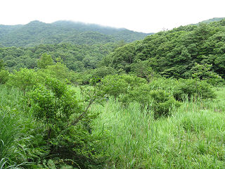 緑が茂る山門湿原。
