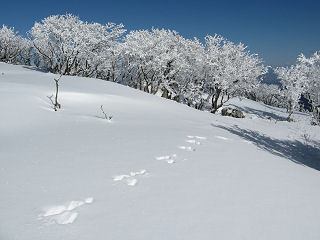 雪面に動物の足跡がある。