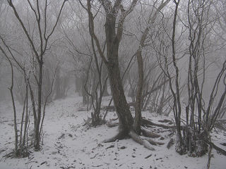 多志田山辺りでは樹氷も見れた。