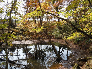 秋色に染まる幸助の池。