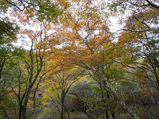 木戸峠辺りの紅葉。