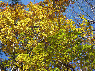 黄葉が青空に映える。