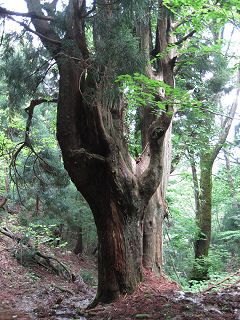 芦生杉の大木。