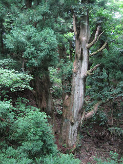 大きな芦生杉。