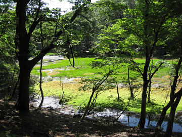 緑豊かな長池