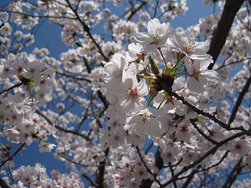 美しい桜、青空に映える