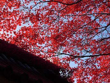 真っ赤な紅葉と山門