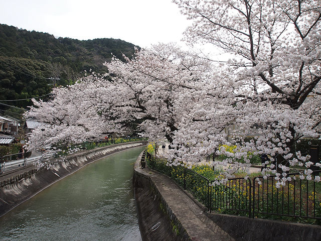 山科安朱橋の桜。