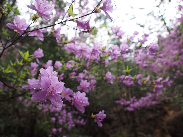 咲き乱れるコバノミツバツツジの花。