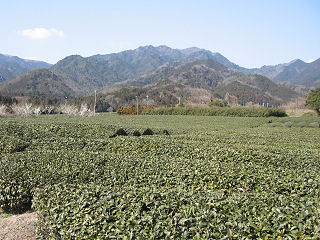 茶畑と仙ヶ岳。