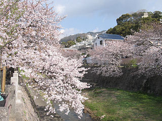 芦屋の桜