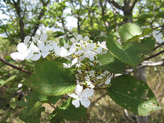 オオカメノキ…木に咲く花です。