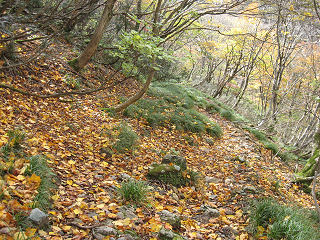 中峠からの下りは落葉も鮮やか。