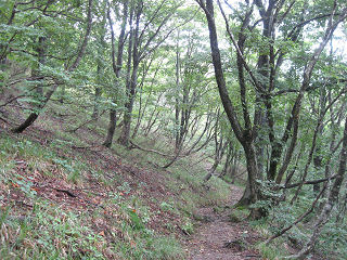 武奈ヶ岳付近は森が美しい。