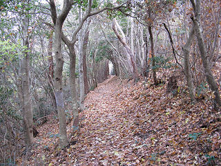 樹林のトンネル。
