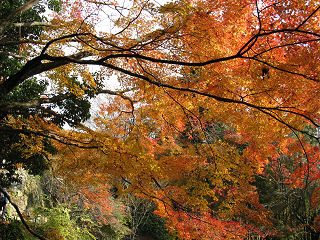 金蔵寺手前の紅葉。