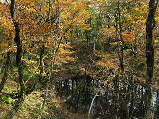 幸助の池も秋色に染まってます。