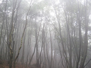 霧の樹林。
