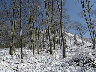 雪化粧した樹林が美しい。