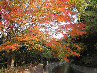 琵琶湖疎水の紅葉。