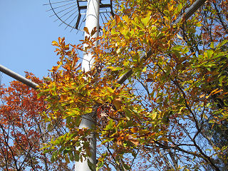 鉄塔近くの紅葉。