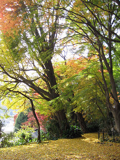 長安寺の紅葉、素晴らしい！