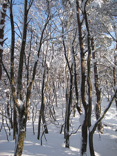 木々も雪化粧。