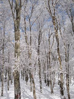 樹氷が美しい。