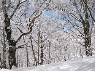 雪の森。