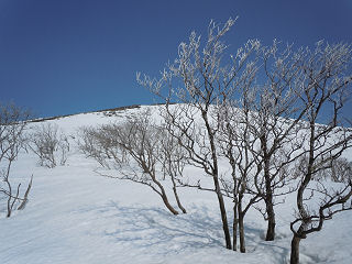 樹氷と霊仙山。