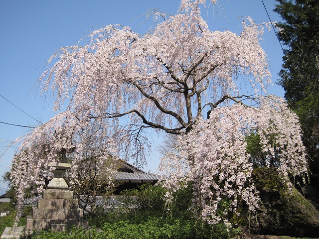 善峰寺近くの桜