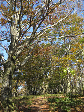 コヤマノ岳南尾根は木々が美しい 