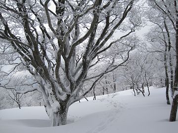 コヤマノ岳付近は立派な木々が多い