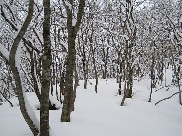 樹林も雪化粧して美しい