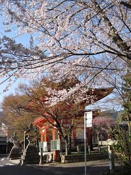 桜と長等神社山門
