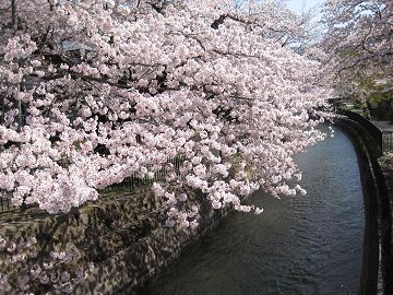 琵琶湖疎水と桜