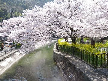 琵琶湖疎水と桜、菜の花もきれいだ