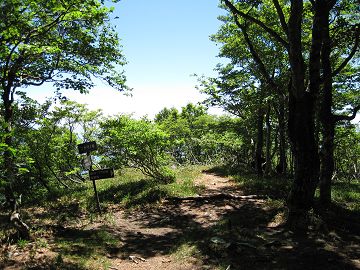 コヤマノ岳は樹林が素晴らしい