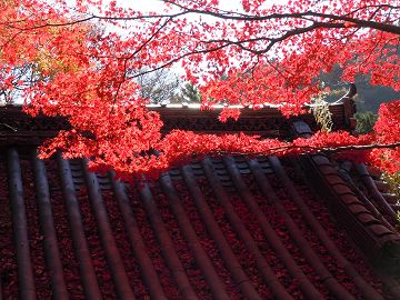 鮮やかな紅葉と瓦に積もる落葉