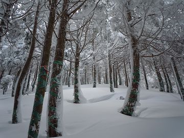 植林の雪道