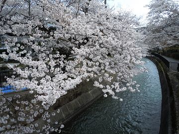 水路と桜が絵になります