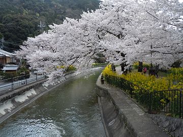 琵琶湖疎水沿いの桜
