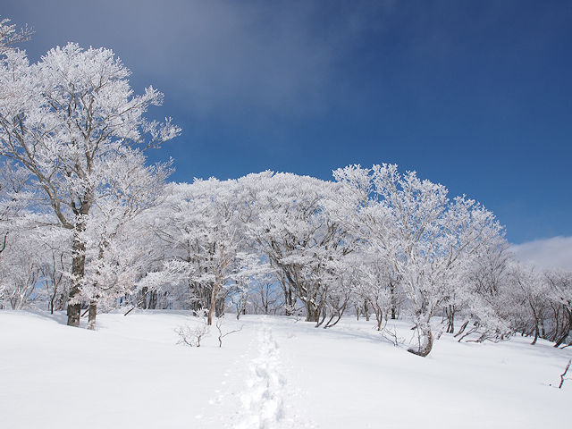 雪景色のコヤマノクラウン。