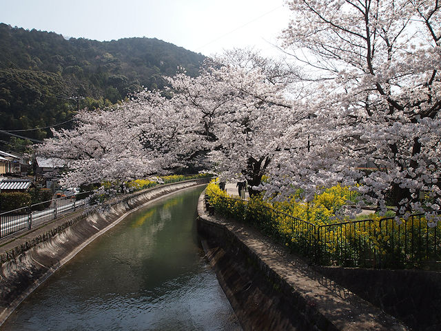 安朱橋より琵琶湖疎水沿いの桜と菜の花。